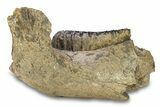 Southern Mammoth Partial Mandible with M Molar - Hungary #295857-1